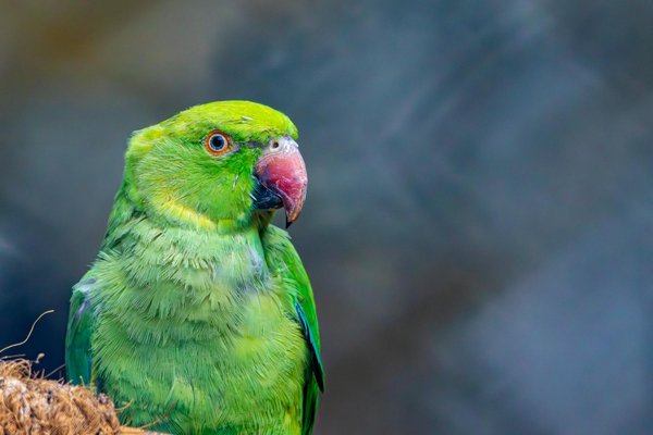 Comment les grenouilles arboricoles survivent-elles dans des habitats fragmentés?