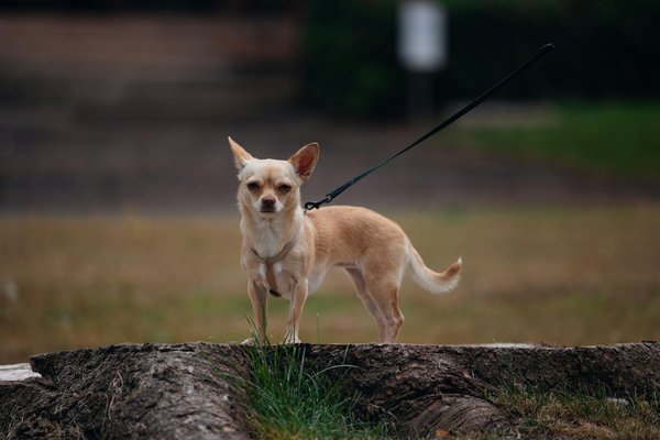 Comment habituer un chien de race Shih Tzu à une alimentation sans céréales pour améliorer sa digestion?