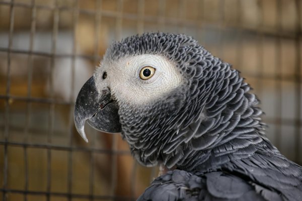 Jouets en caoutchouc naturel : l'indestructible ami de votre chien