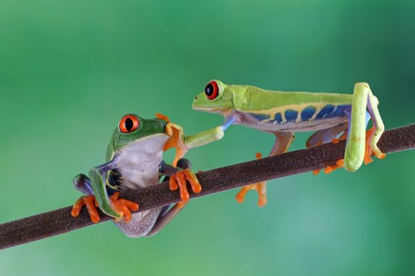 Comment assurer une bonne cohabitation entre des grenouilles de différentes espèces dans un même aquarium?