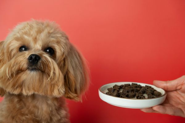 Comment habituer un chien de race Shih Tzu à une alimentation sans céréales pour améliorer sa digestion?