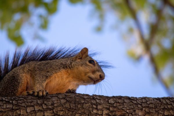 Comment intégrer des éléments naturels pour enrichir l'habitat d'un écureuil volant?