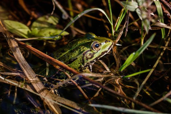 Comment les grenouilles arboricoles survivent-elles dans des habitats fragmentés?