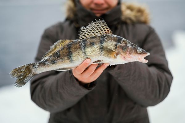 Comment les poissons des rivières gelées survivent-ils aux températures extrêmes?