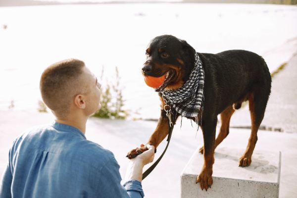 Comment préparer un chien de race Rottweiler à devenir un chien de garde efficace?