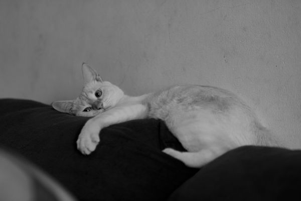 Comment prévenir l'ennui chez un chat de race LaPerm vivant en appartement sans accès extérieur ?