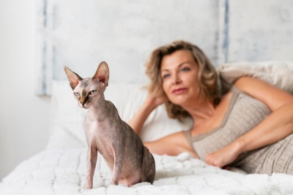 Comment reconnaître les signes de maturité sexuelle chez un chat de race Sphynx et agir en conséquence?