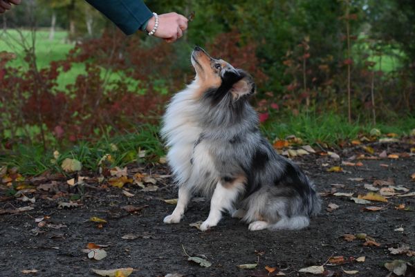 Le guide essentiel pour éduquer votre chien correctement