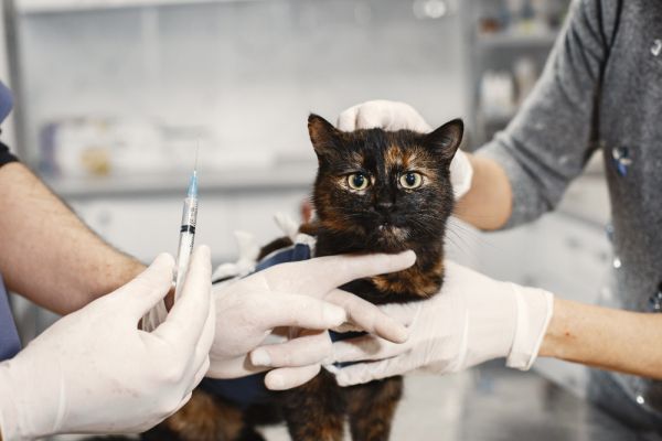 Quels sont les avantages des programmes de stérilisation pour les populations de chats errants?