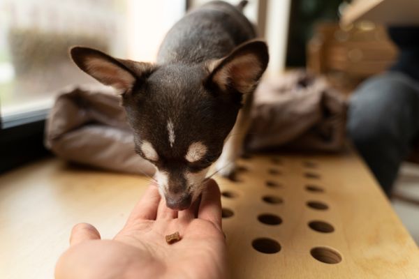 Quels sont les signes de malnutrition chez un chien de race Chihuahua et comment y remédier?