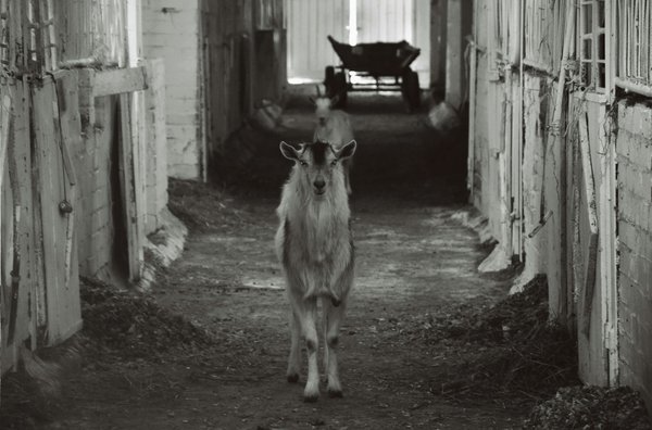 Fin de vie d'un animal : comment l'accompagner avec amour