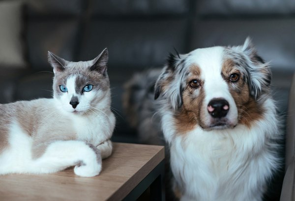 Découvrez la boutique chien et chat pour le bien-être de vos animaux