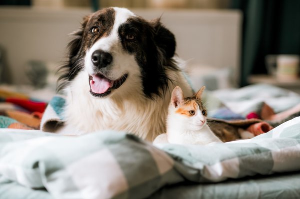 Découvrez l'âge animaux : évaluez leur âge en années humaines